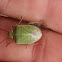 Red-shouldered Stink Bug