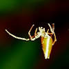 Dew Drop Spider