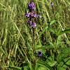 Blue Vervain