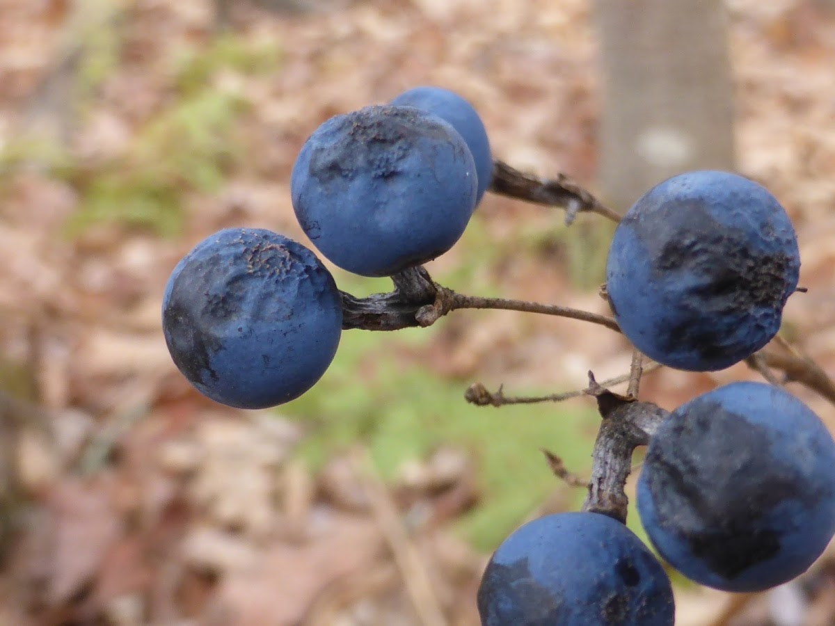 Barberry