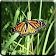 Papillon Fond d'écran animé icon
