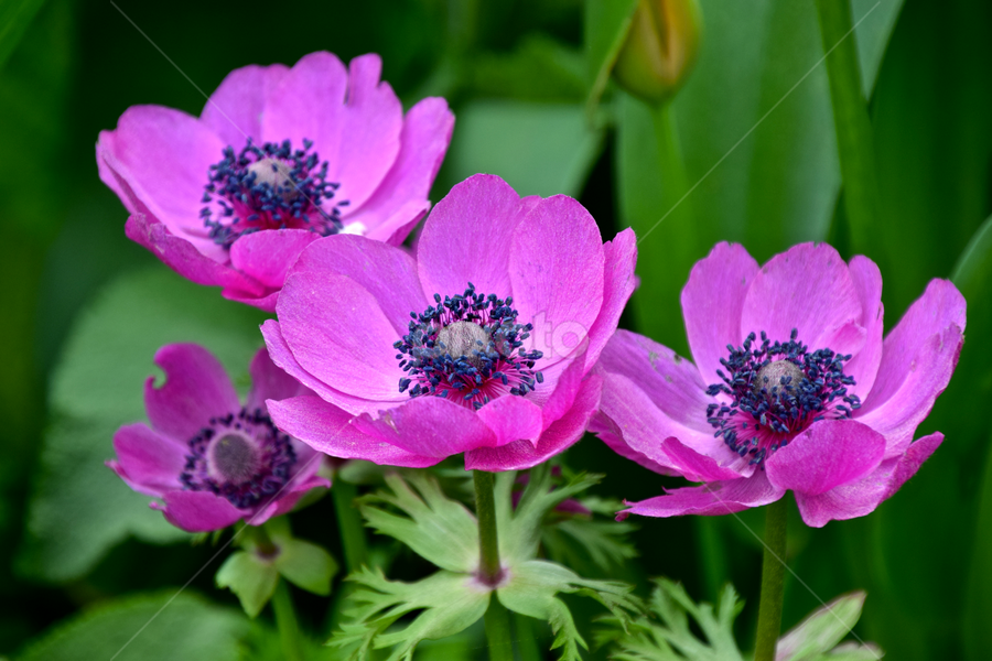 purple poppies