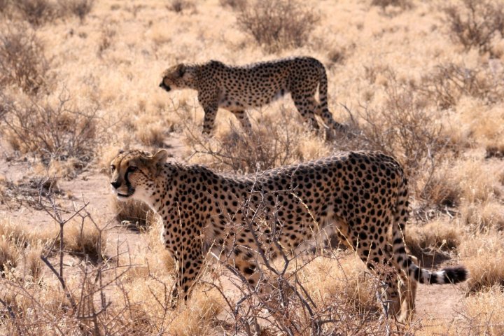 Etosha di tarlino