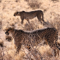 Etosha di 