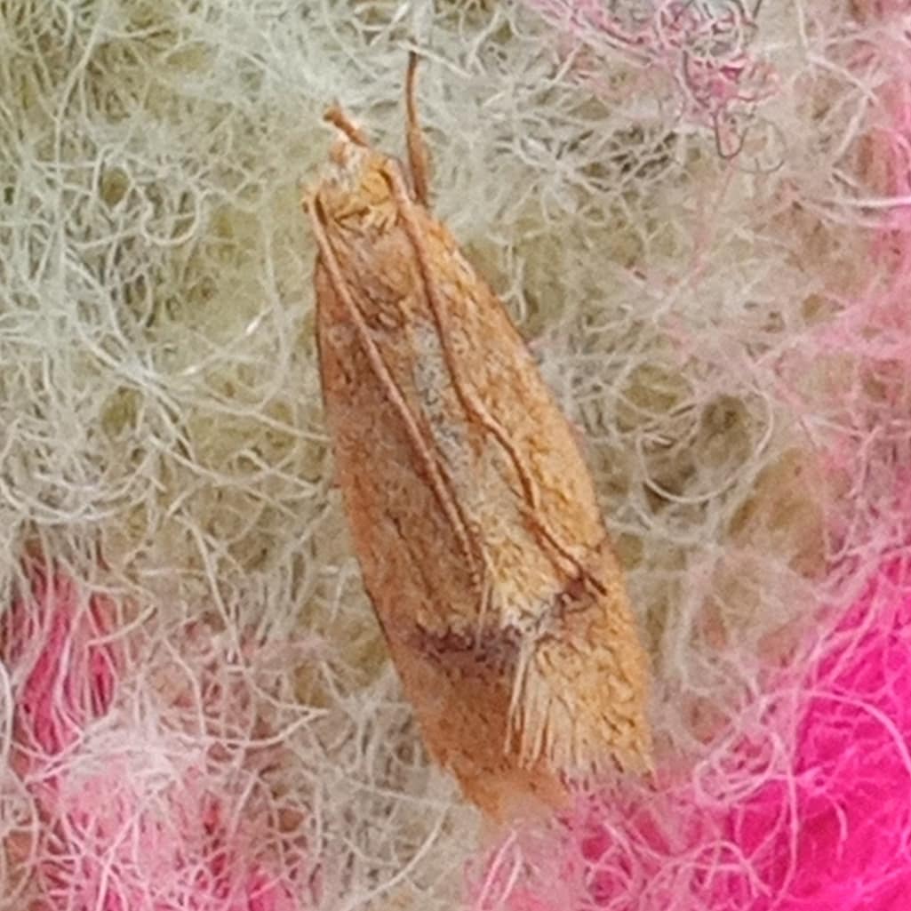 Long horned moths