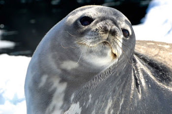 A sea lion spotted on a recent expedition to Antarctica.