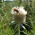 Common Teasel