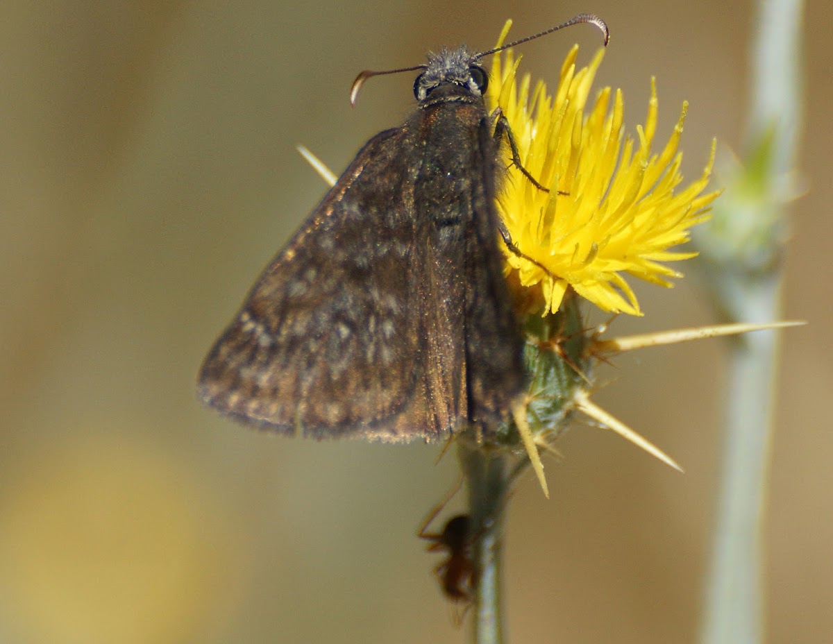 Propertius Duskywing