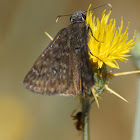 Propertius Duskywing