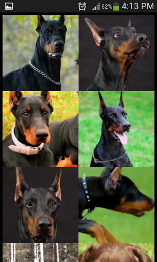 Doberman Wallpaper