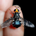 Yellow headed soldier fly