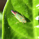 Candy-Striped Leafhopper