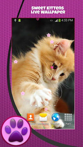 免費下載個人化APP|Sweet Kittens Live Wallpaper app開箱文|APP開箱王