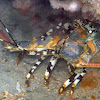 Ornate Spiny Lobster