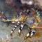 Ornate Spiny Lobster