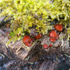 Scarlet elf cup