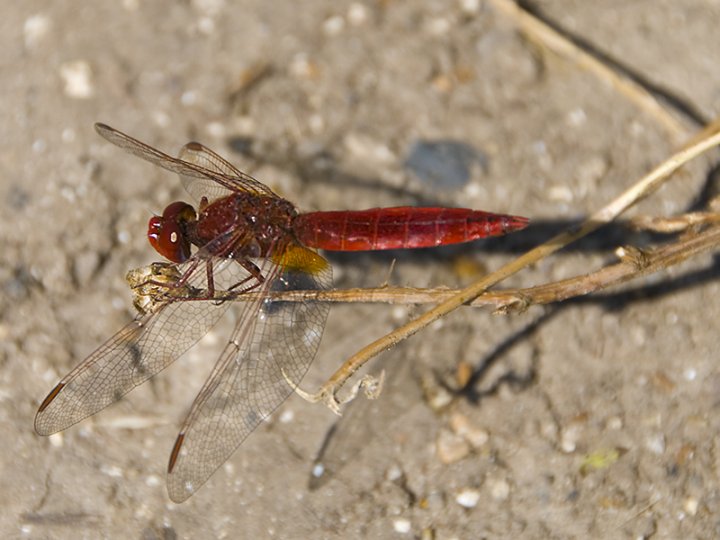 Red dragonfly di Loredana Pagana