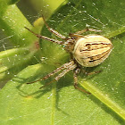 Orb-weaver Spider