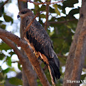 Black Kite