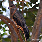 Black Kite