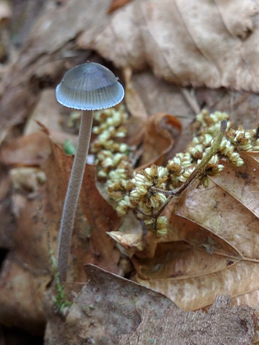 Blue Mycena