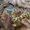 Blue Mycena