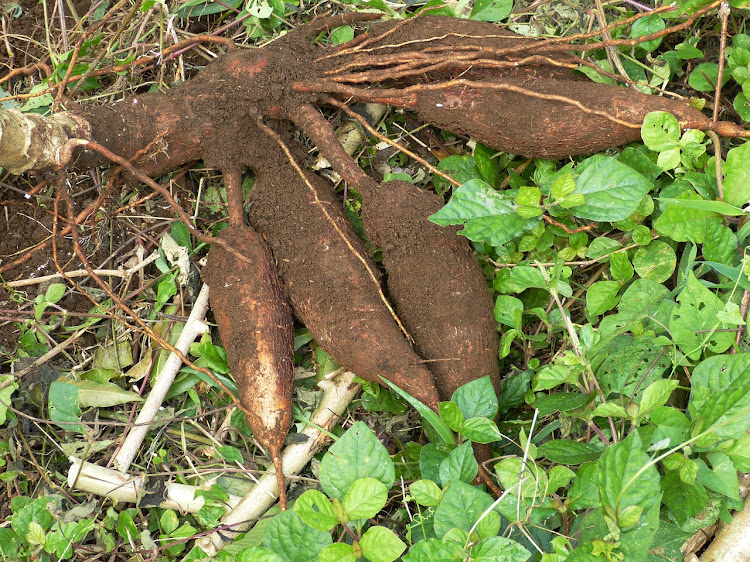 Cassava flour in Zambia is this year selling for up to 5,000 kwacha ($270) a tonne, a steep rise from less than 2,000 kwacha last year at this time