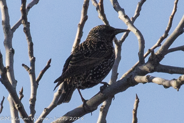 Starling; Estornino Pinto