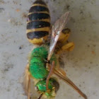 Metalic green bee