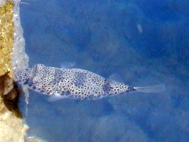 Common Toad Fish