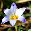 Crocus-leaved Romulea