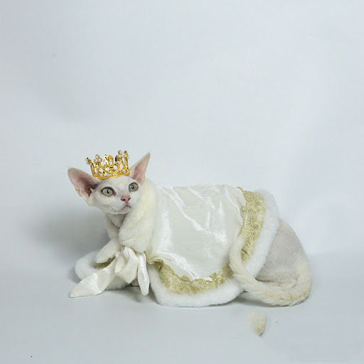 Title 3, Cat Dog Pet Cape in Muppet, Teddy, or German st...