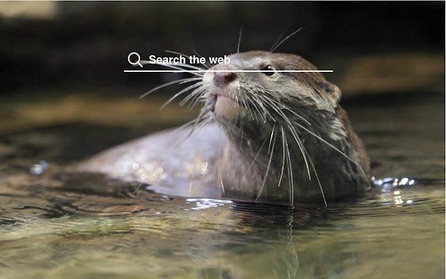 Otters HD Wallpapers Pet Theme