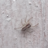 jumping spider