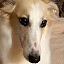 Borzoi Puppy Themes & New Tab