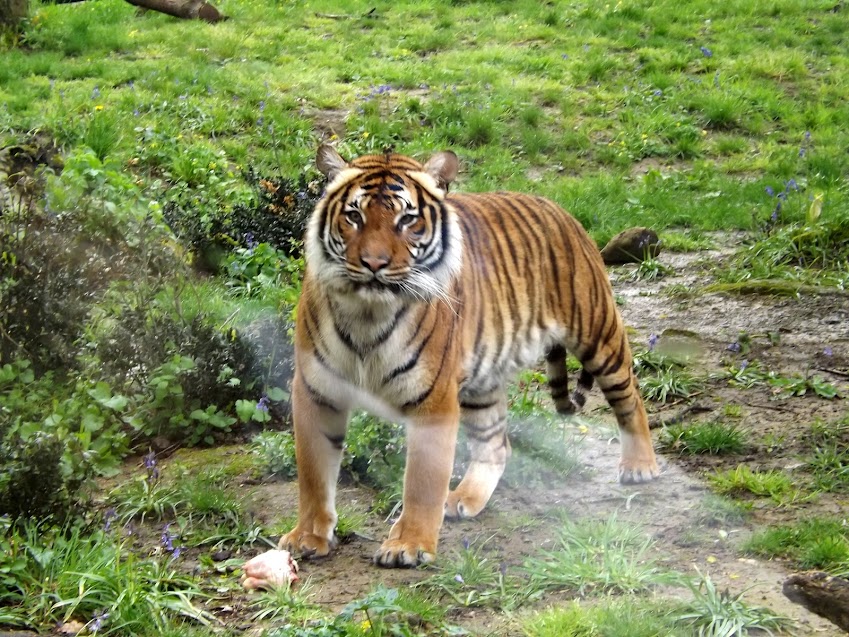 Tigre de Malaisie, Mervent - tous droits réservés