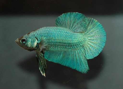 Betta Fish Wallpapers HD FREE