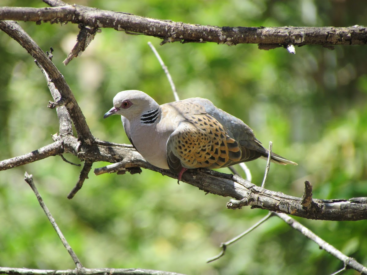 Turtle dove