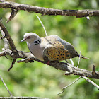 Turtle dove