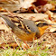 Varied thrush