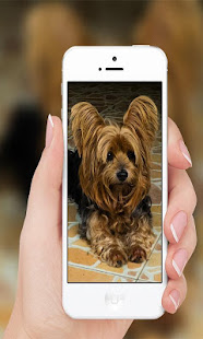 Yorkshire terrier(圖1)-速報App