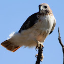 Red-Tailed Hawk