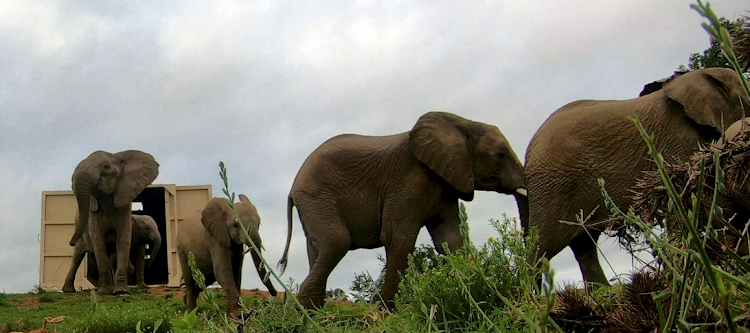 One of two family groups of elephants enter their new territory in the Eastern Cape