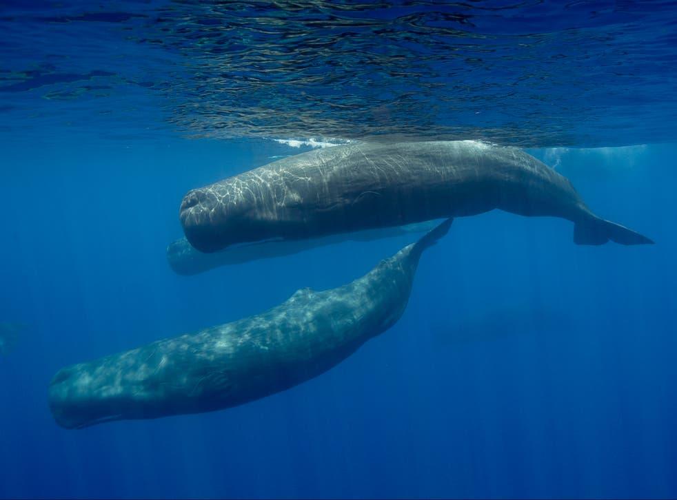 Sperm whales warned each other about harpoon attacks and learned to avoid  hunters, research suggests | The Independent