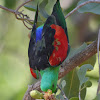 Red-Wing Parrot