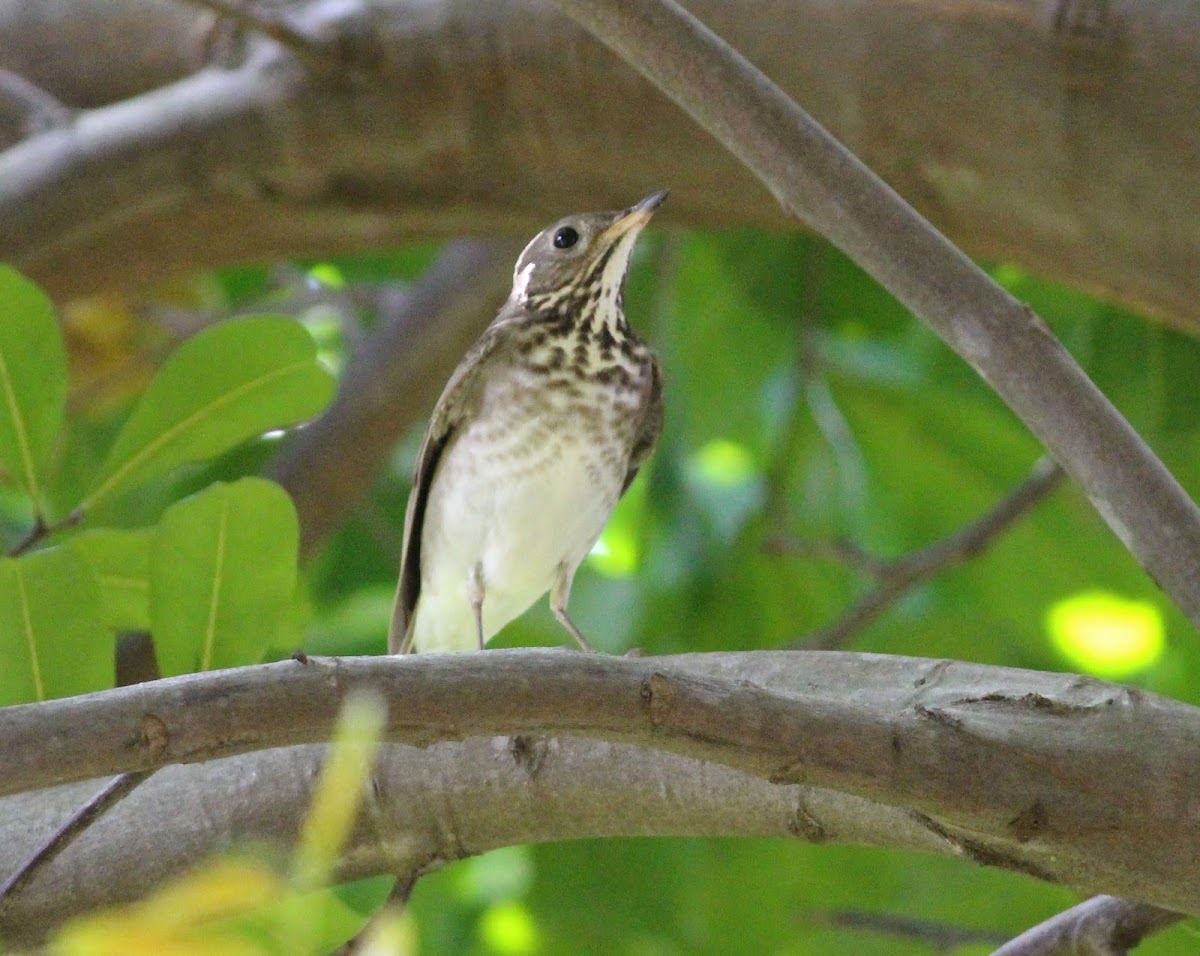 grey-cheeked thrush