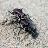 LeConte's Tiger Beetles