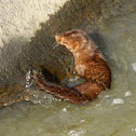 American mink