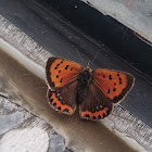 Small Copper