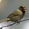 Semillero coliamarillo - Yellow-faced grassquit